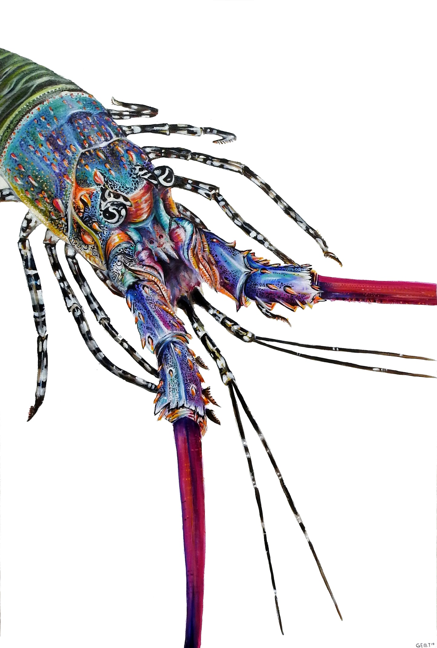 The Painted Crayfish (limited edition print)