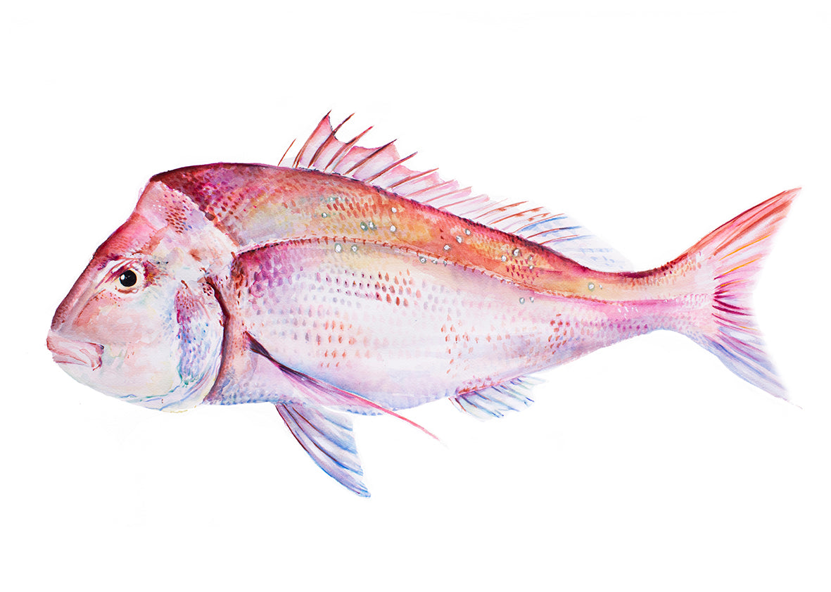 Pink Snapper