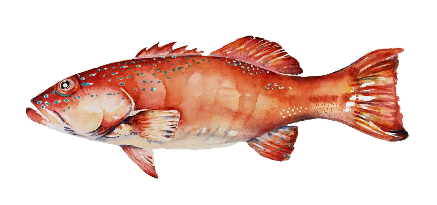 Coral Trout
