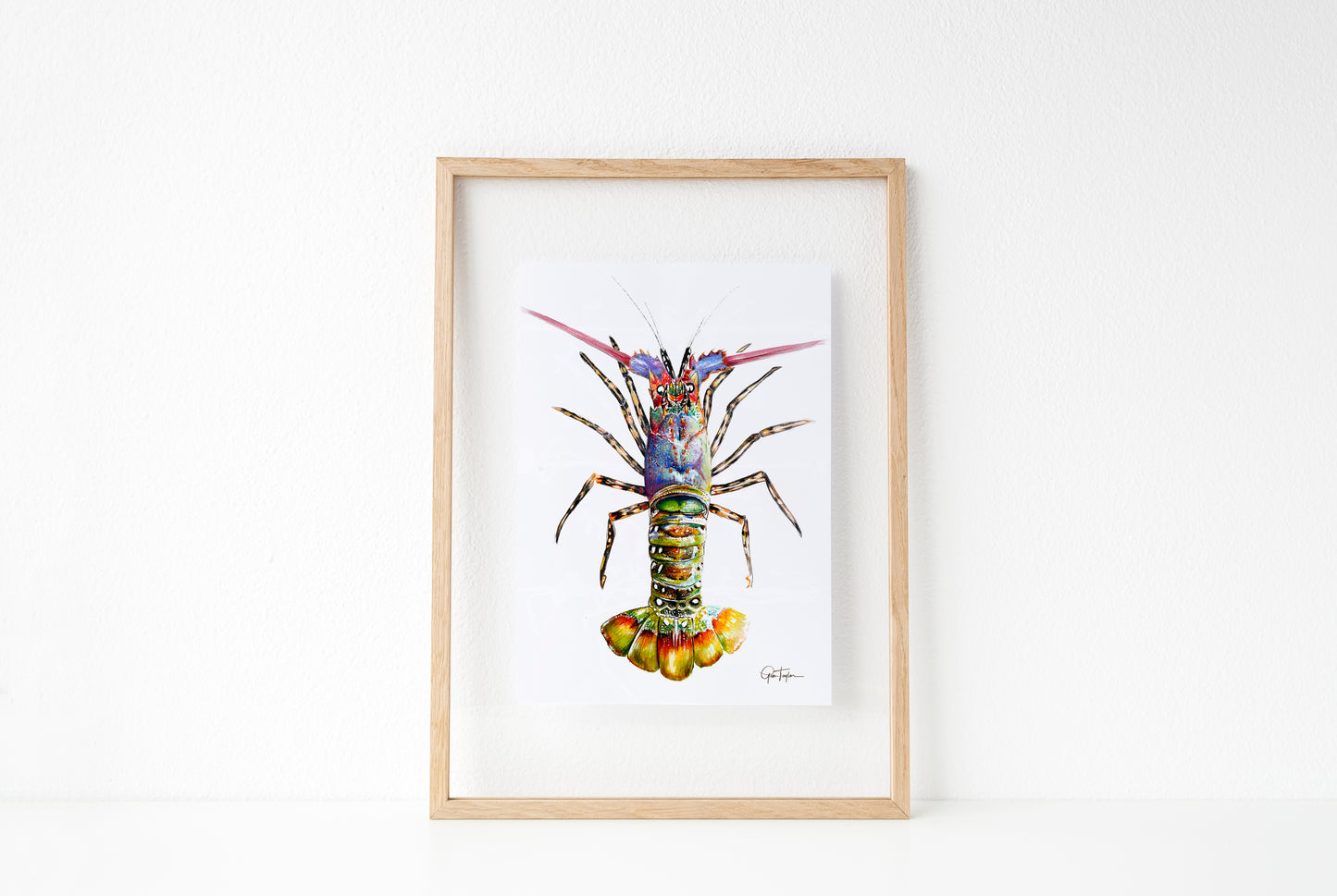 Painted Crayfish