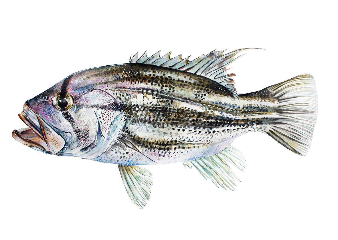 Dhu Fish