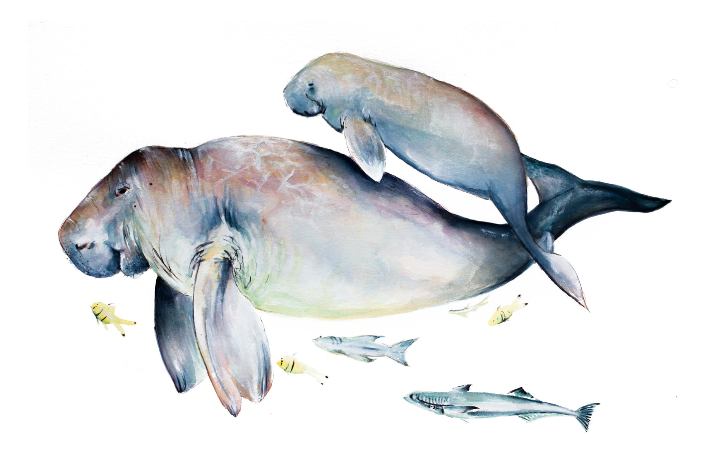 Dugong & Her Calf