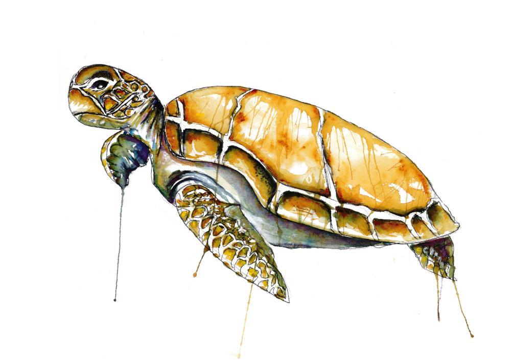 Hey Little Turtle
