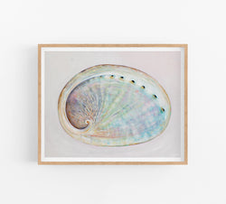 Abalone Shell