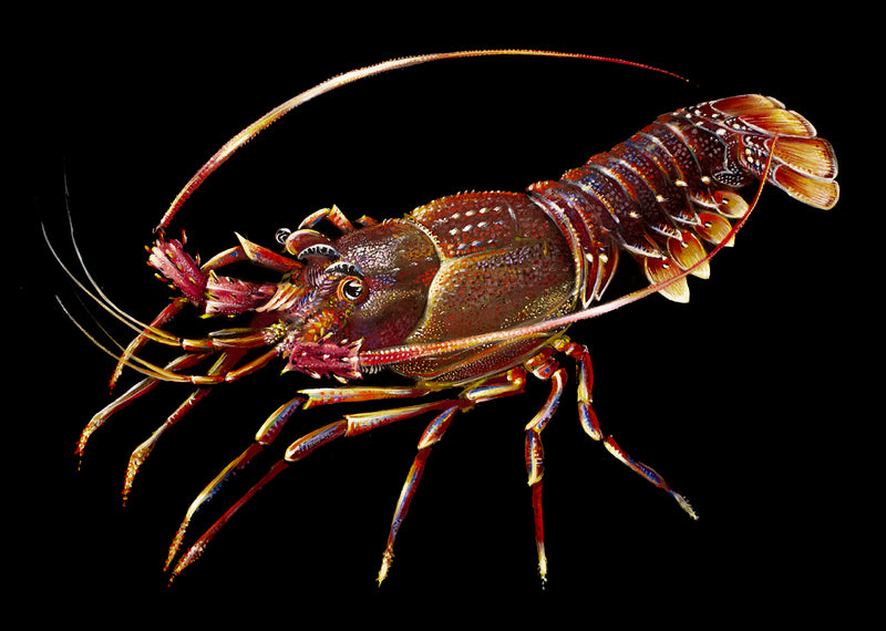 Western Rock Lobster (Limited Edition Print 1/25)