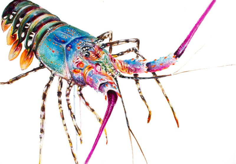 Colourful Crayfish