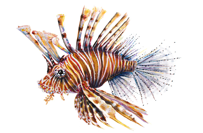 The Lionfish
