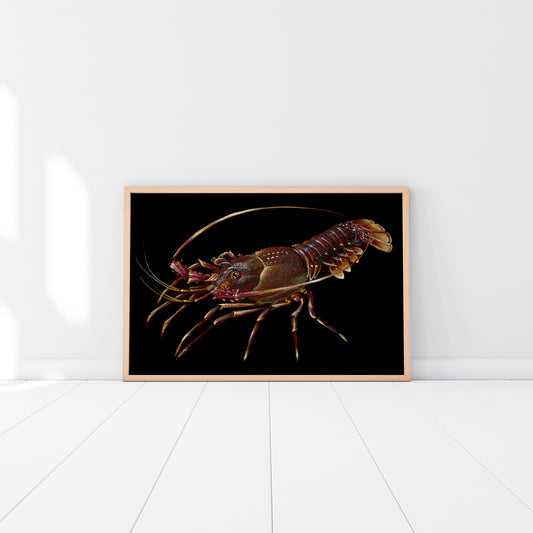 Western Rock Lobster (Limited Edition Print 1/25)