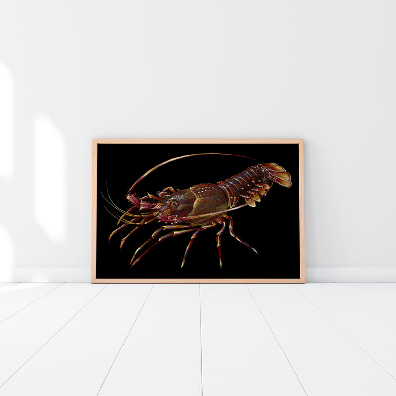 Western Rock Lobster (Limited Edition Print 1/25)