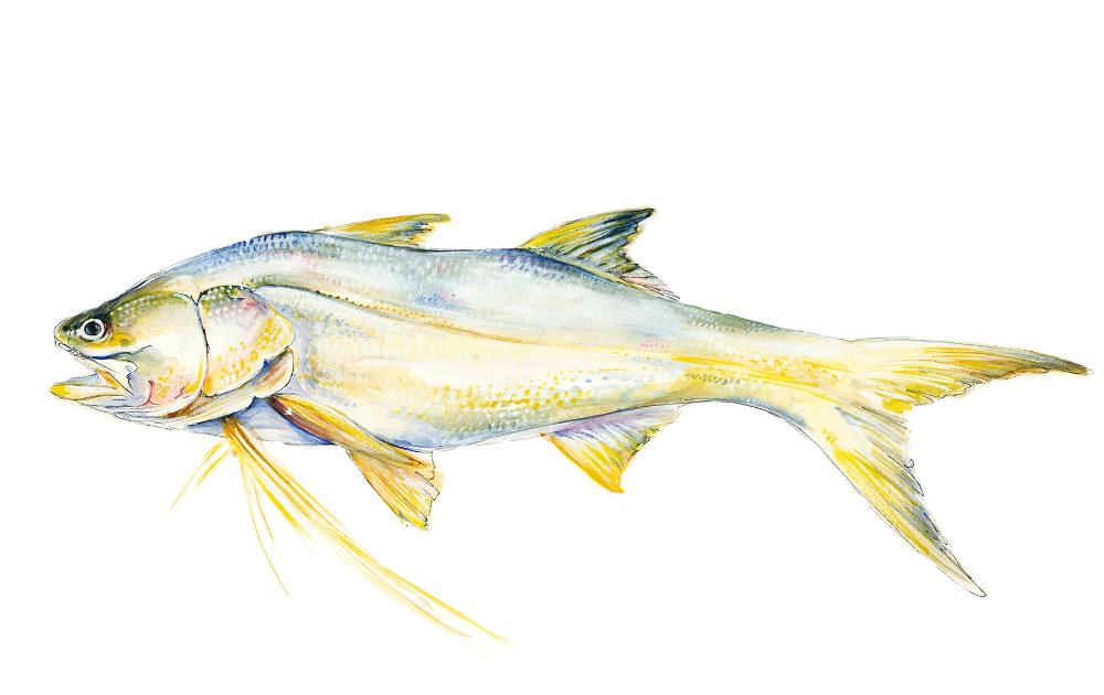 Threadfin Salmon